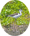 16 Black-necked Stilt
