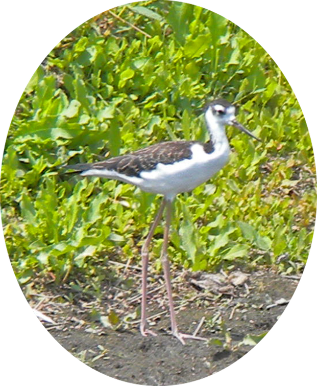 16 Black-necked Stilt