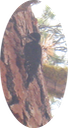 18 Black-backed Woodpecker 