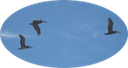 1a Brown Pelicans