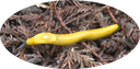 2 Banana Slug