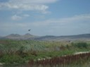 25 Marsh Hawk