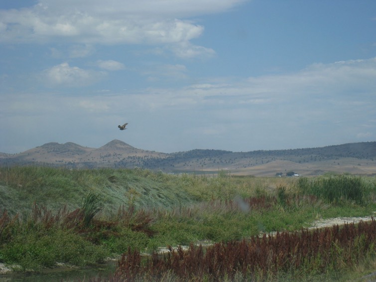 25 Marsh Hawk