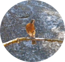 34 American Robin