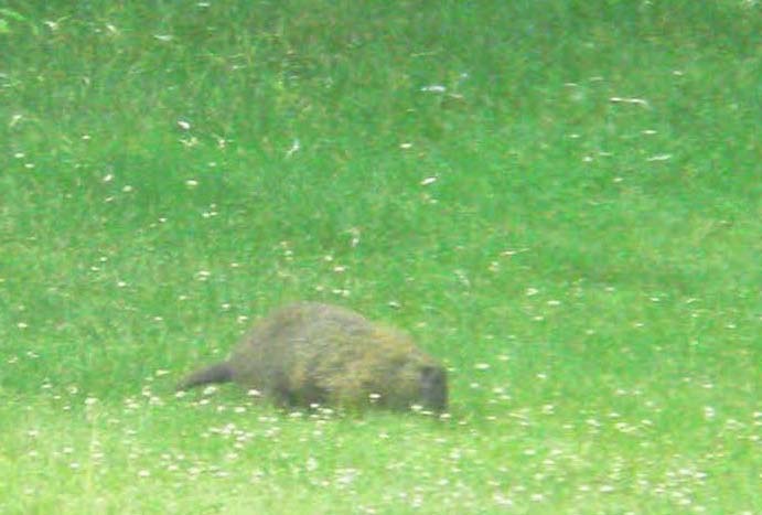 34 Groundhog