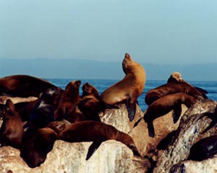 4 Sea Lions 2