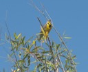 41 Meadowlark 