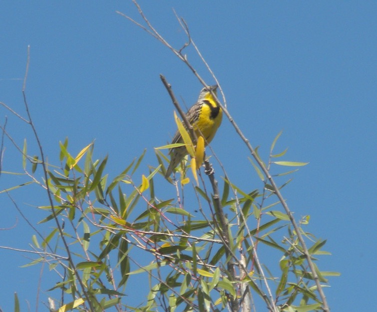 41 Meadowlark 