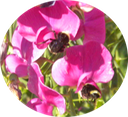 5 Honey Bees