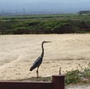 52 Blue Heron