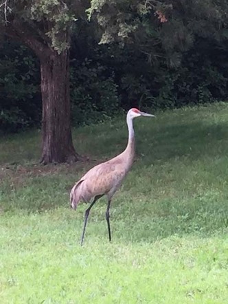 53 Sandhill Crane