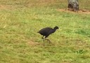 57 Pukeko