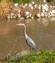 60 Blue Heron