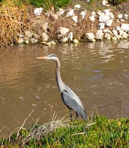 60 Blue Heron