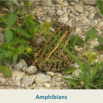 Amphibians