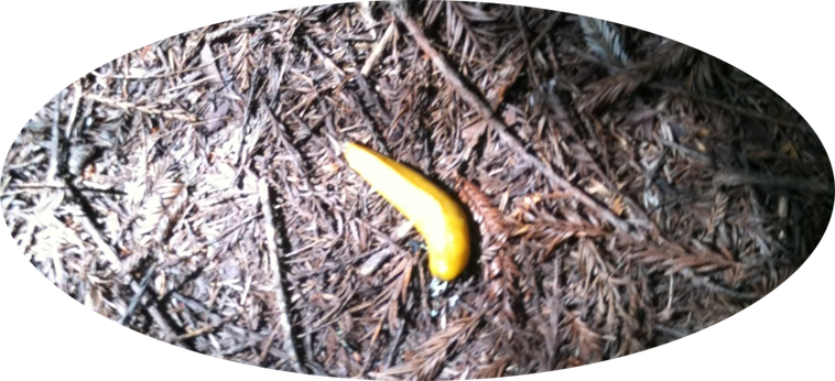 banana slug1