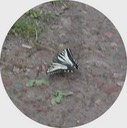 Butterfly 1