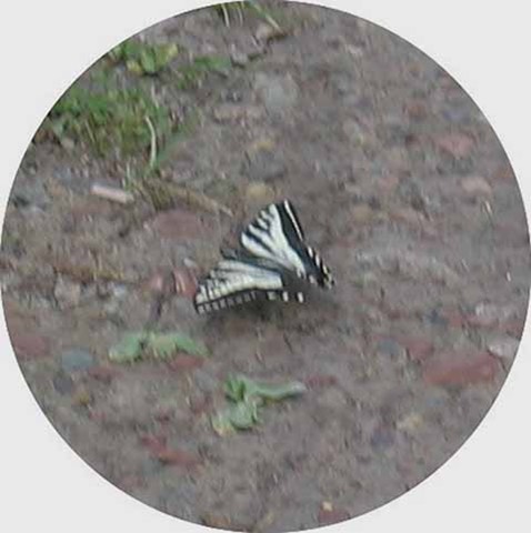 Butterfly 1