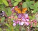 Butterfly 10