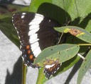 Butterfly 11