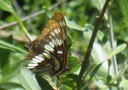 Butterfly 2