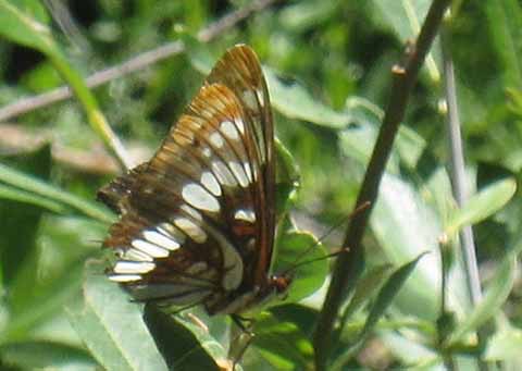 Butterfly 2