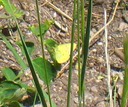 Butterfly 3