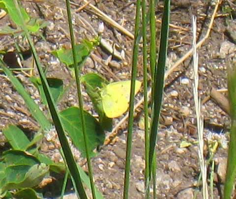 Butterfly 3