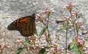 Butterfly 4
