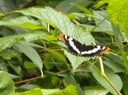 Butterfly 5