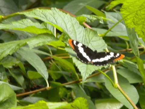 Butterfly 5