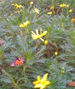Butterfly 6