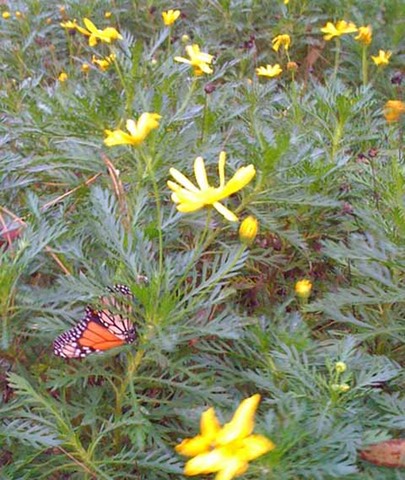 Butterfly 6