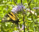 Butterfly 7