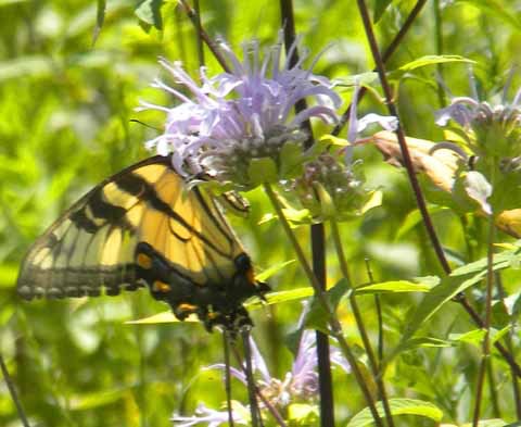 Butterfly 7