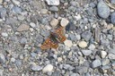 Butterfly 8