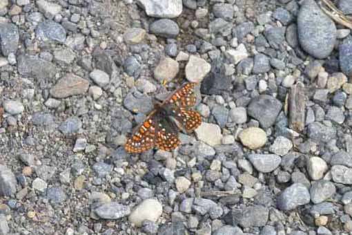 Butterfly 8