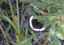 Butterfly 9