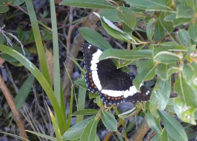 Butterfly 9