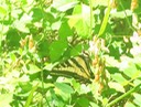 Butterfly 13