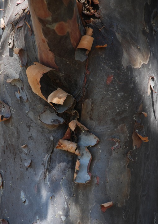 PeelingBark