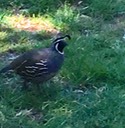 55 Quail