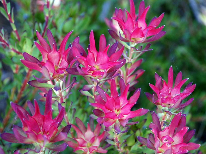 RedFlowersWithBlueTips2