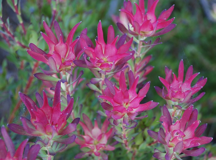 RedFlowersWithBlueTips