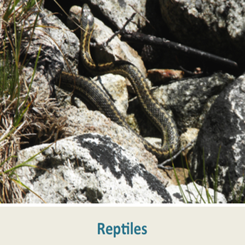 Reptiles