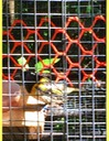 59 Stitchbird