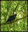 58 Tui