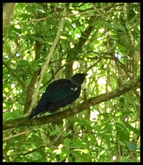 58 Tui